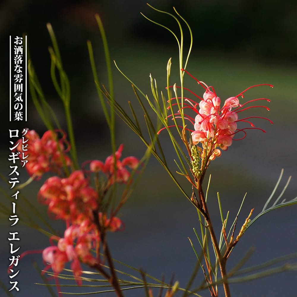 グレビレア ロンギスティーラ エレガンス 苗 販売 苗木部 By 花ひろば