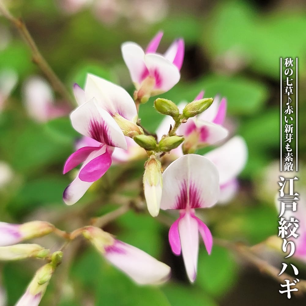 ハギ 江戸絞りハギ 