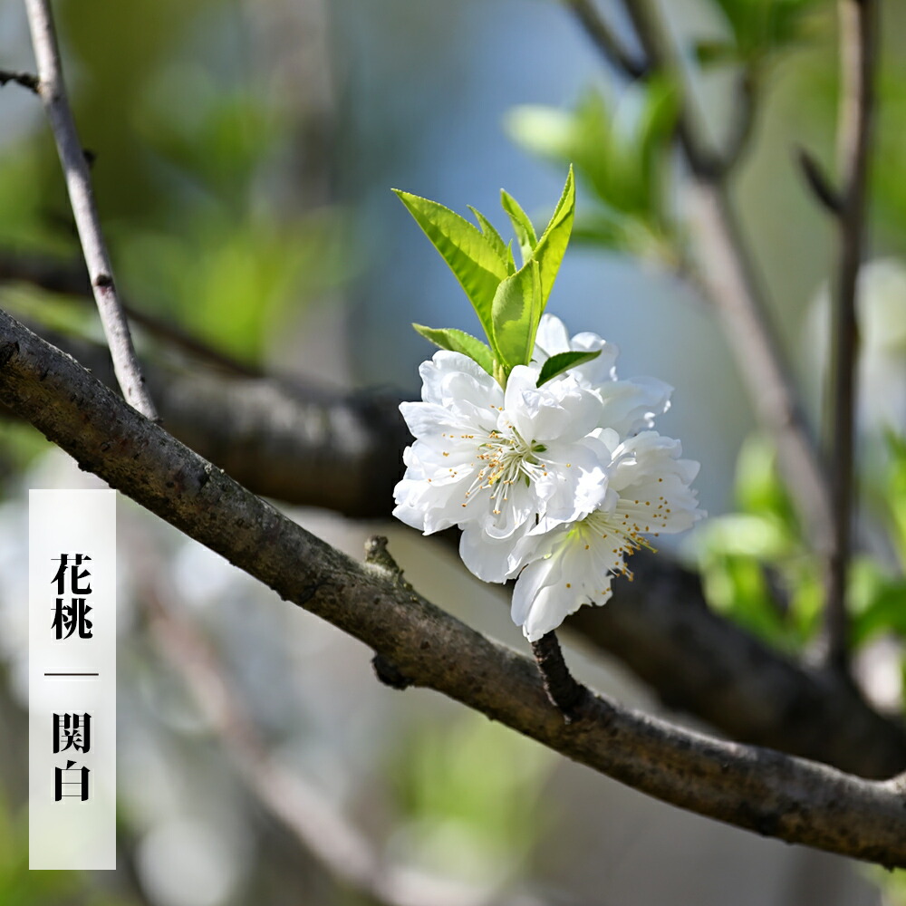 ハナモモ 寒白 