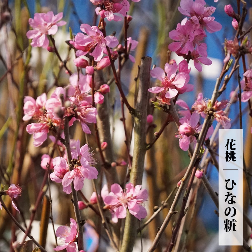 ハナモモ ひなのよそおい 