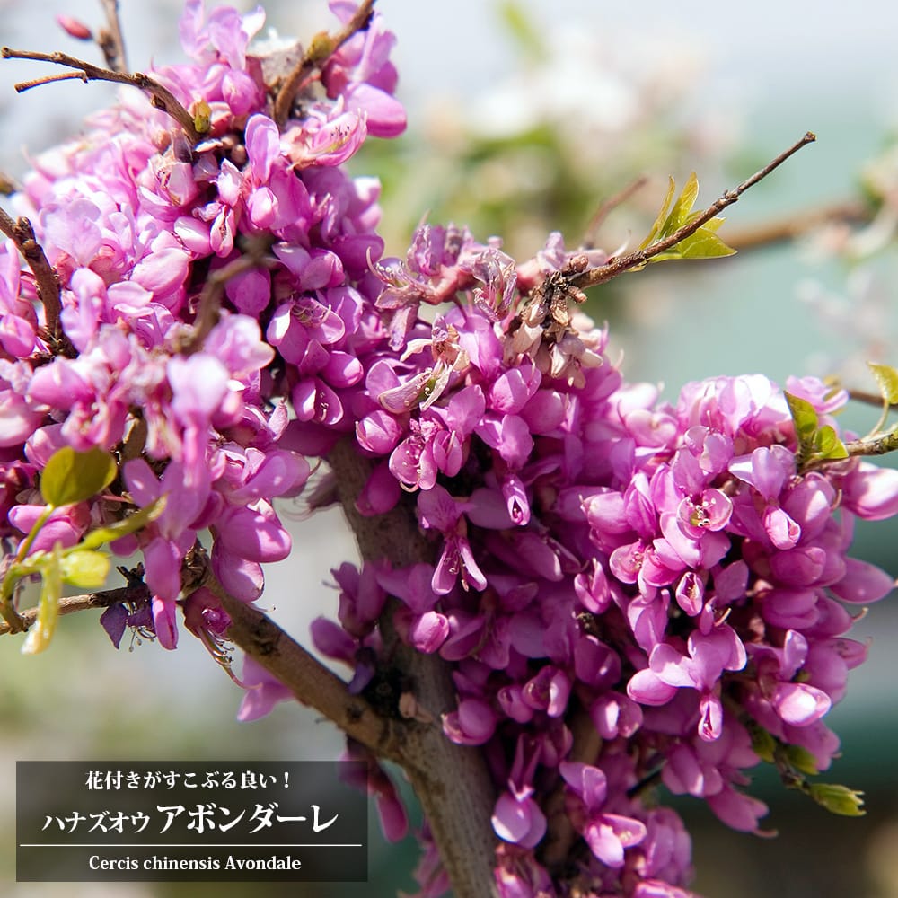 ハナズオウ アボンダーレ 