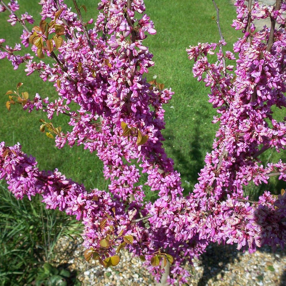 ハナズオウ アボンダーレ 1