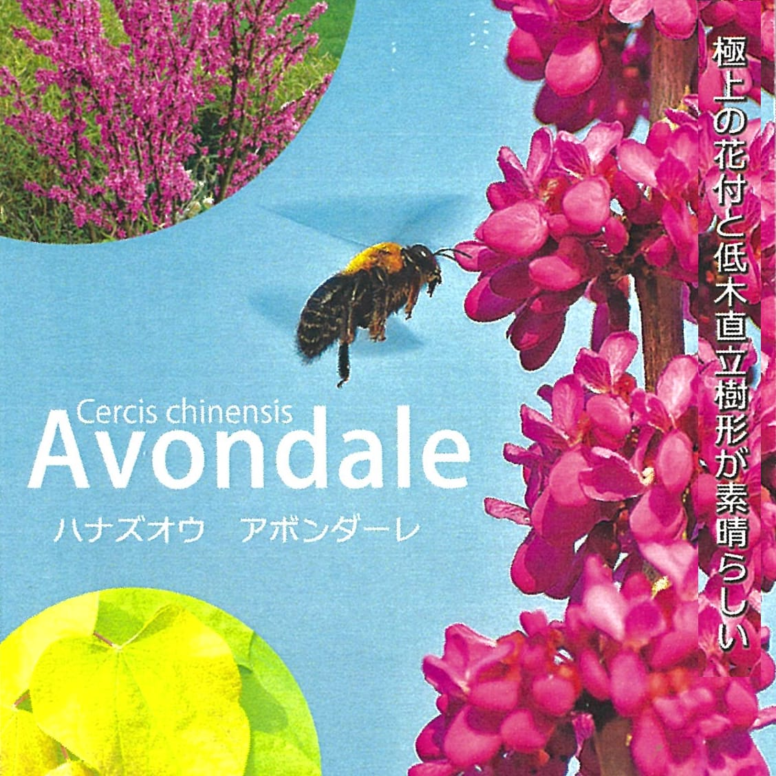 ハナズオウ アボンダーレ 2