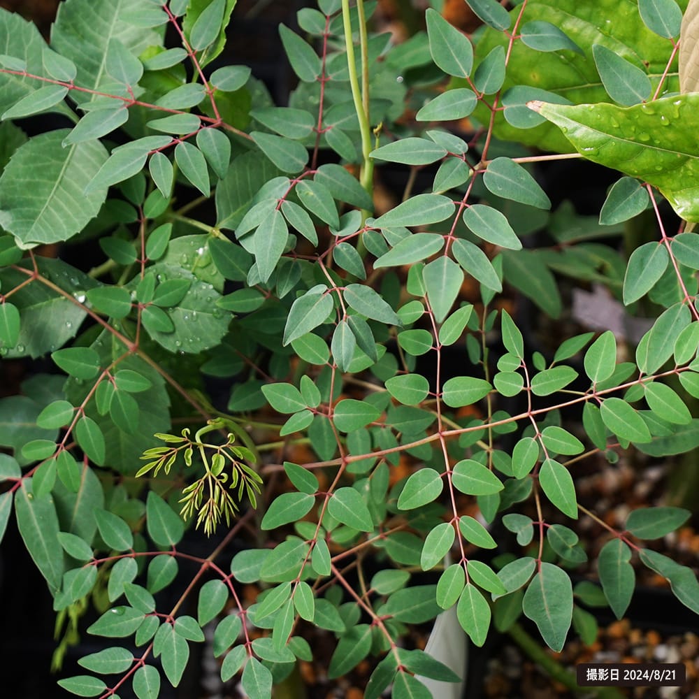 モリンガ ヒルブランディー 2