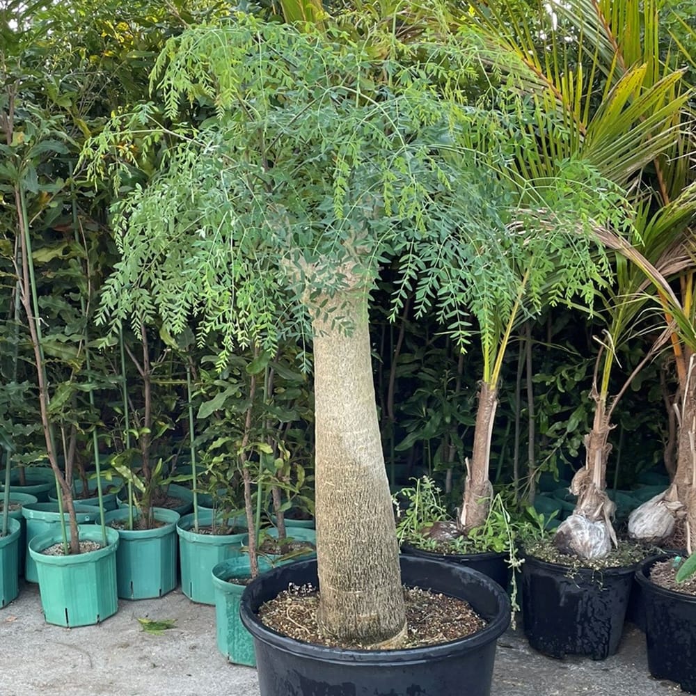 モリンガ ヒルブランディー 4