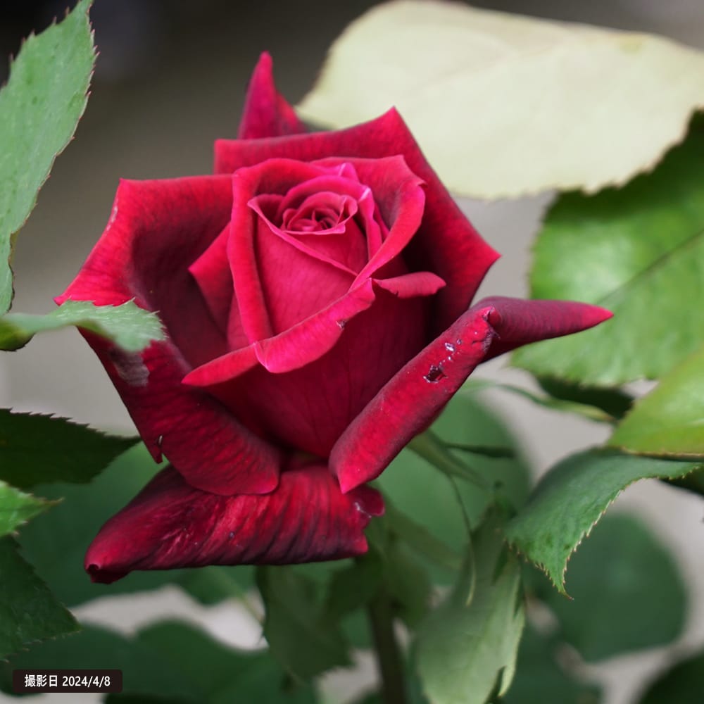 バラ パパメイアン 2