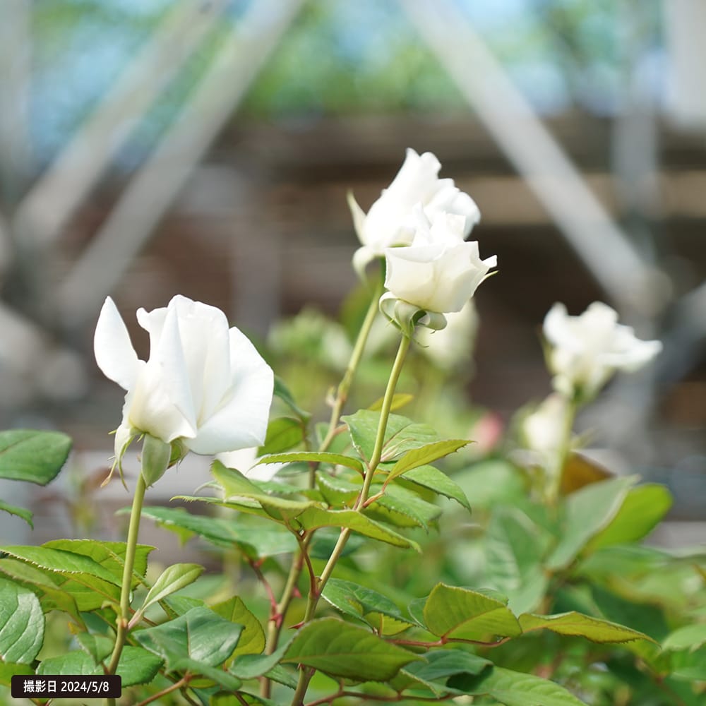 バラ ベルサイユのバラ オスカル フランソワ 4