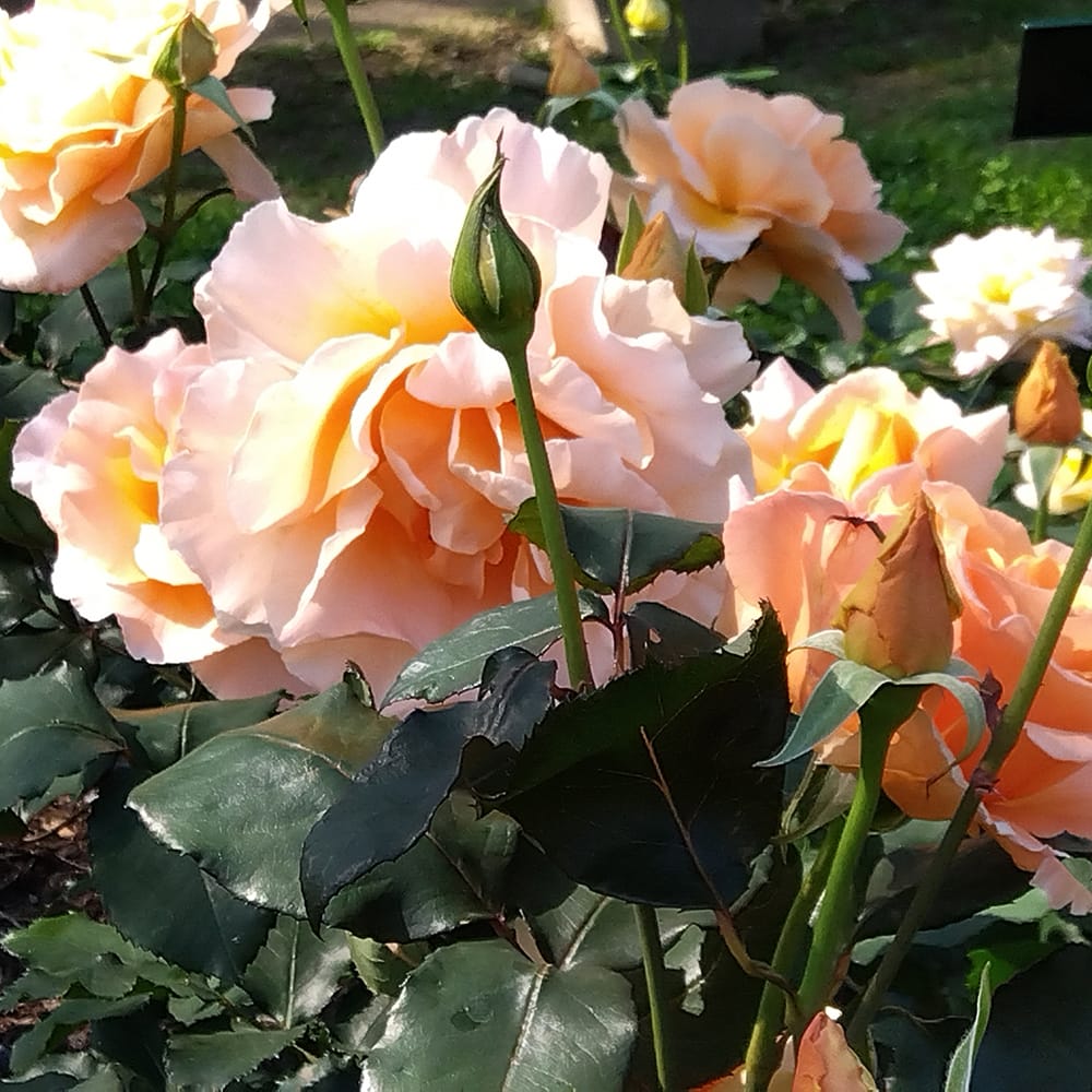 バラ ジャストジョーイ 2