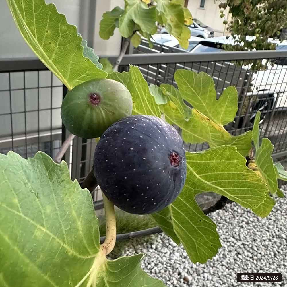 イチジク 秋果専用種 ビオレソリエス 苗 通販 苗木部 By 花ひろば