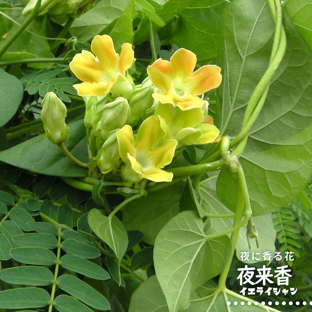 夜来香 夜来香 