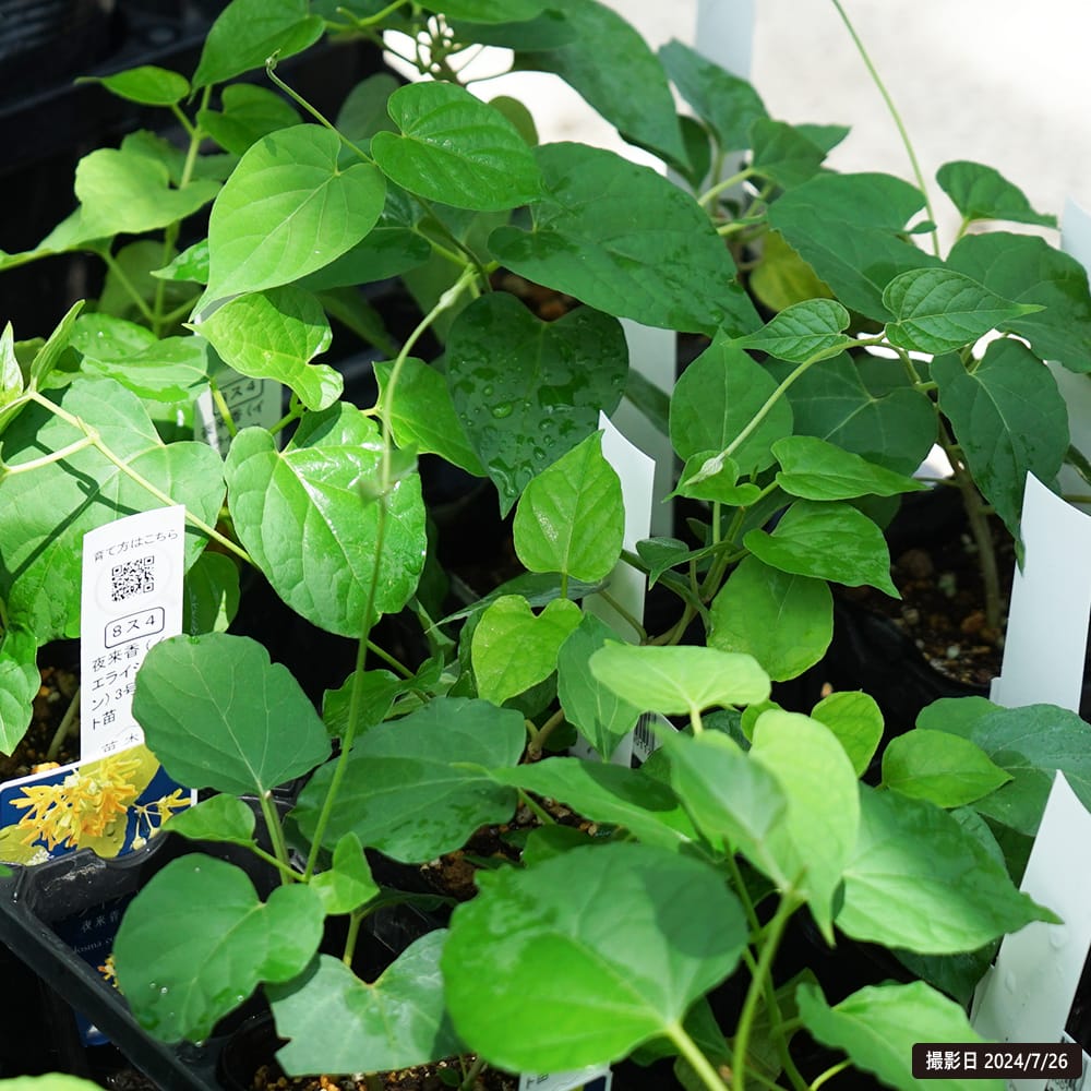 夜来香 夜来香 1