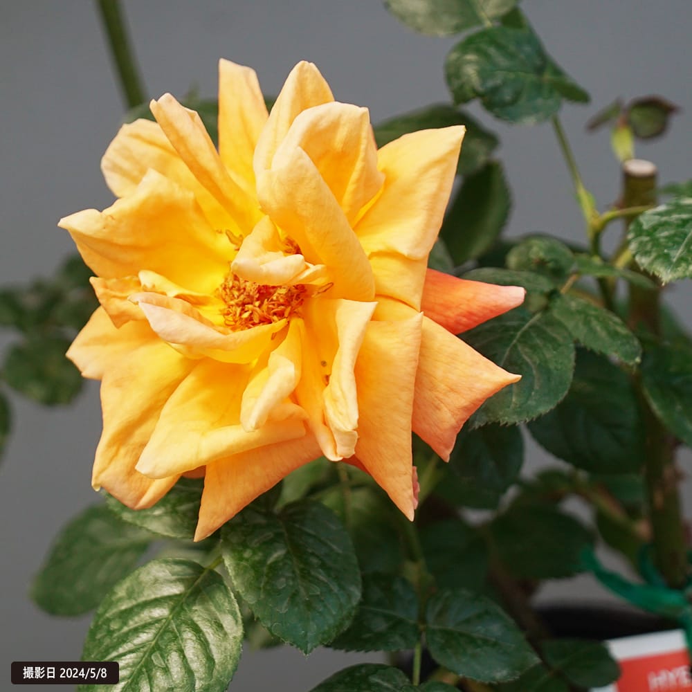 バラ ルイドフィーネ 2