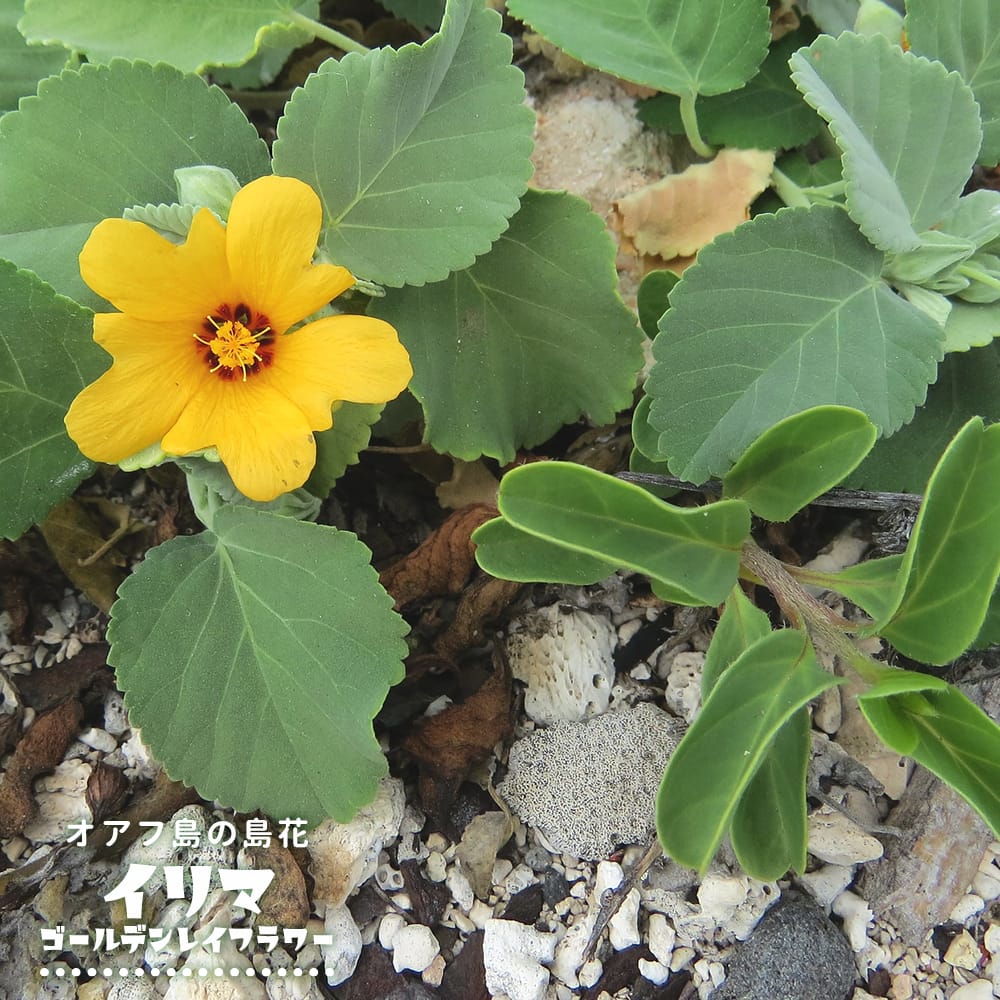 イリマ ゴールデンレイフラワー 