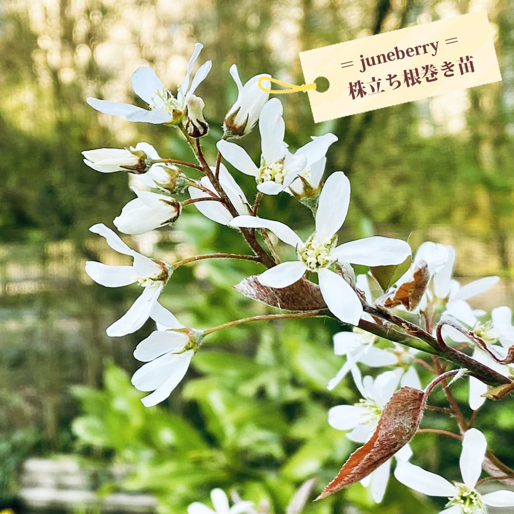 ジューンベリー 実生 苗 通販 苗木部 By 花ひろばオンライン