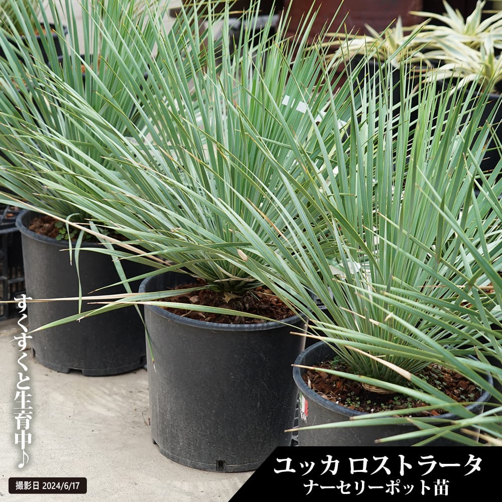 ユッカ ロストラータ 