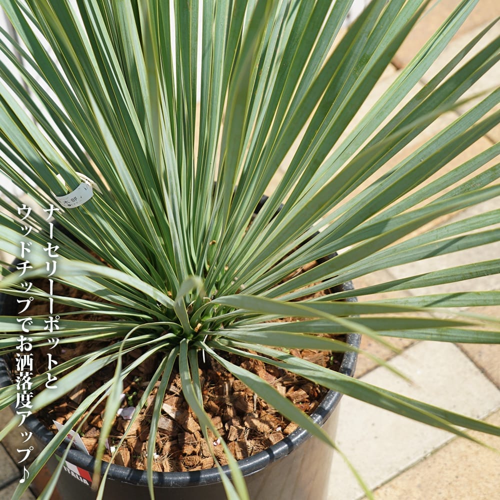 ユッカ ロストラータ 1