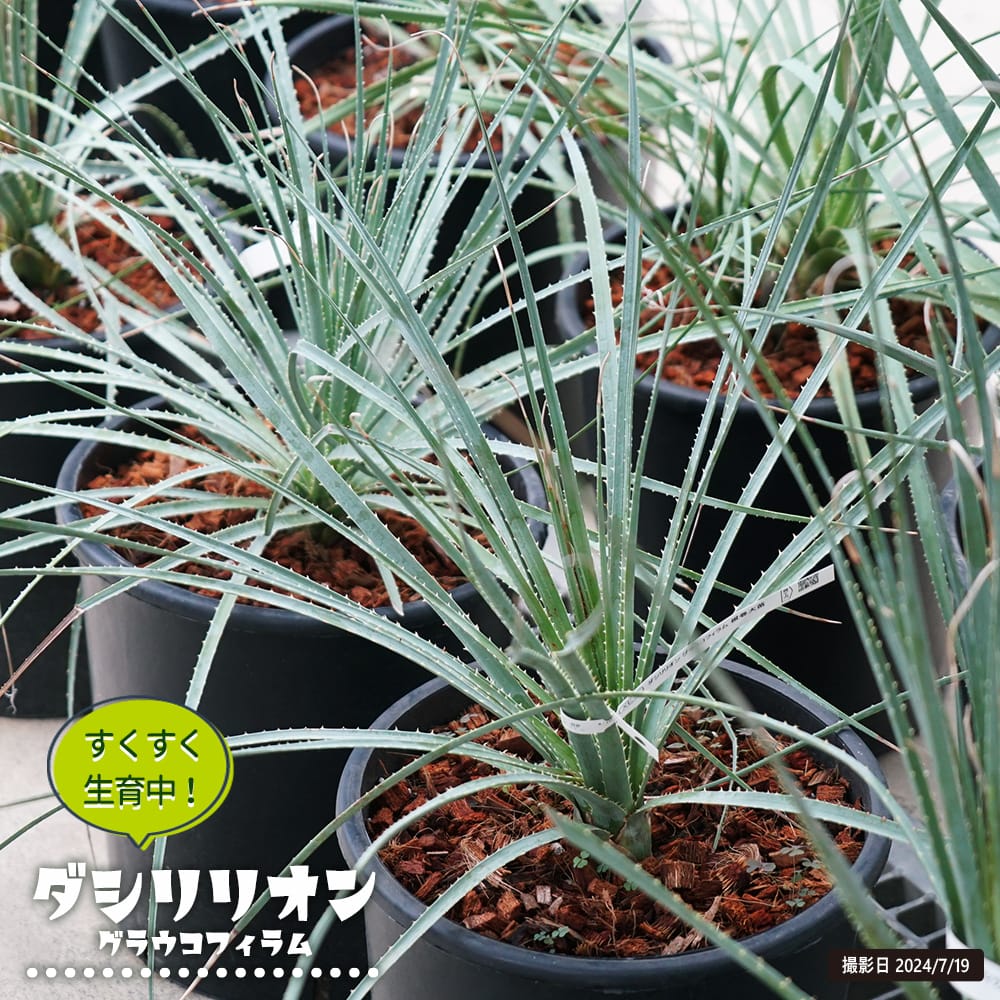 ダシリリオン グラウコフィラム 苗 通販 苗木部 By 花ひろばオンライン
