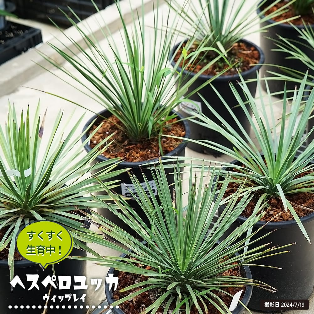 ユッカ ウィップレイ 