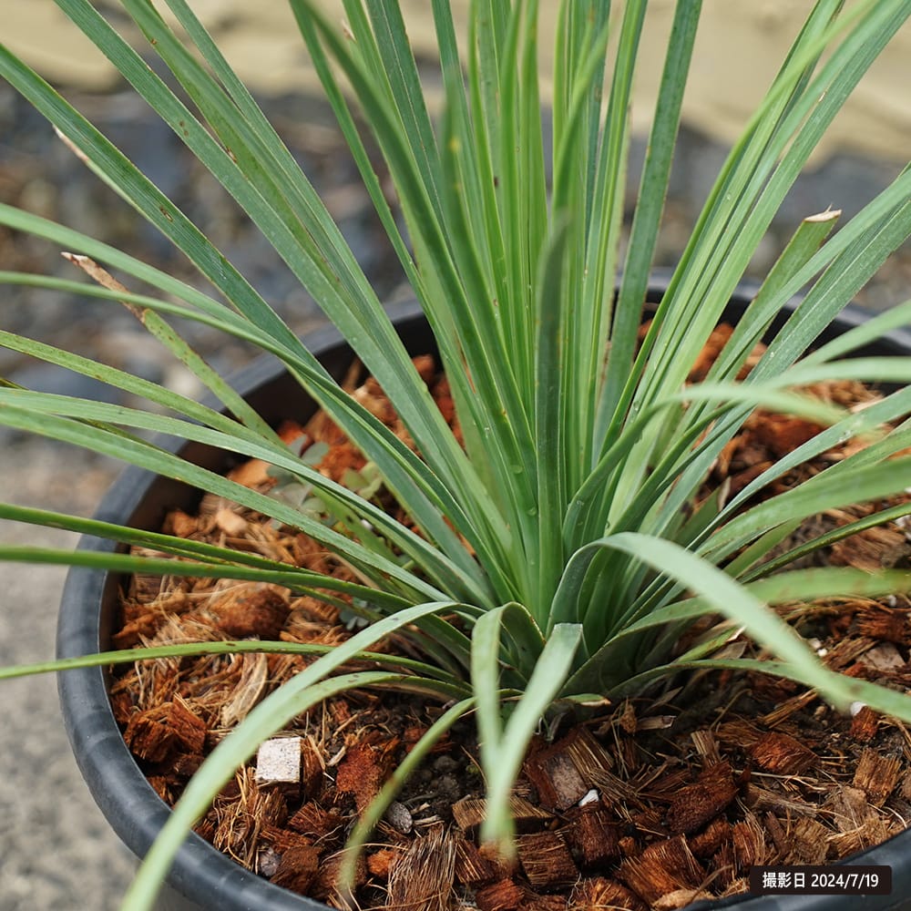 ユッカ ウィップレイ 1