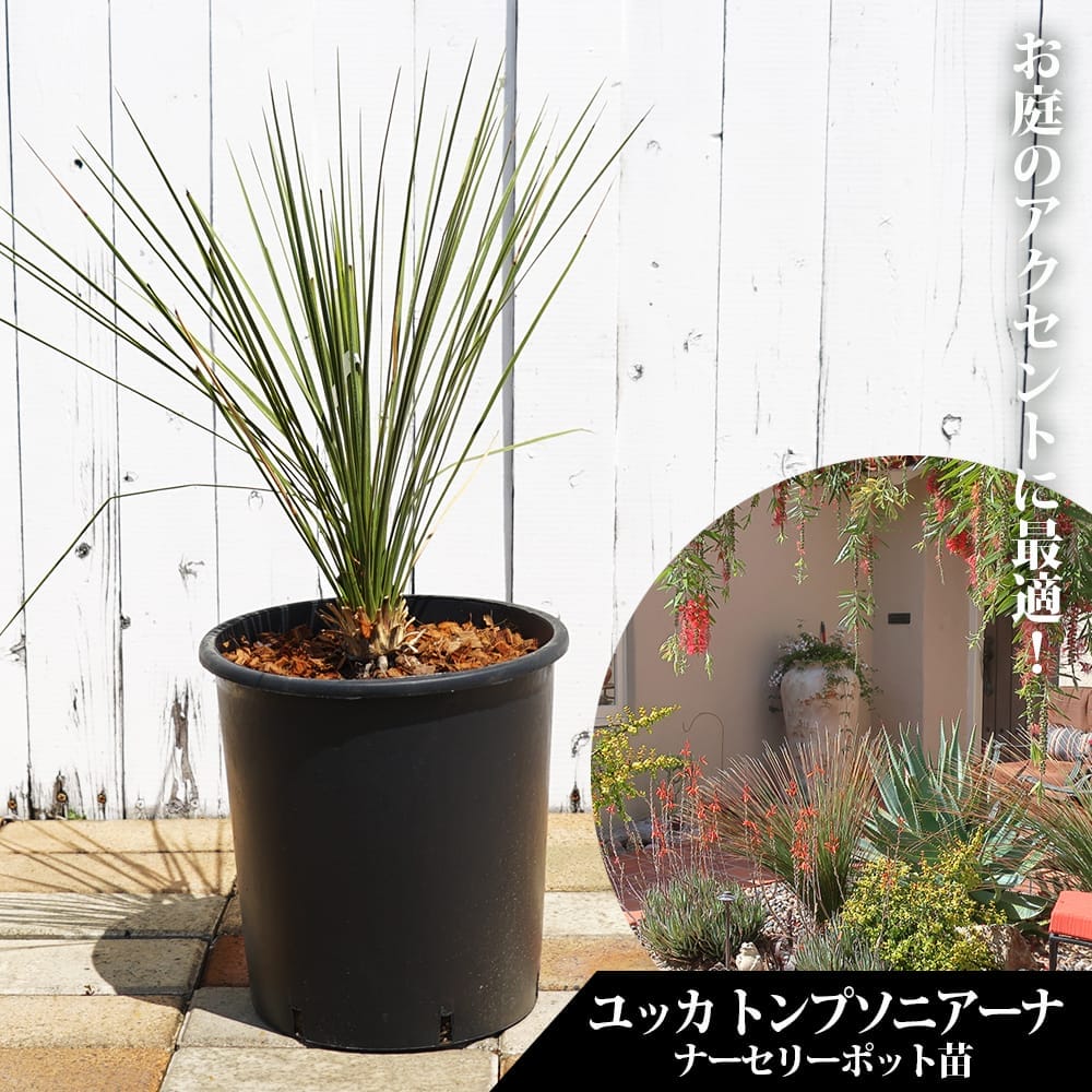 ユッカ トンプソニアーナ 苗 通販 苗木部 By 花ひろばオンライン