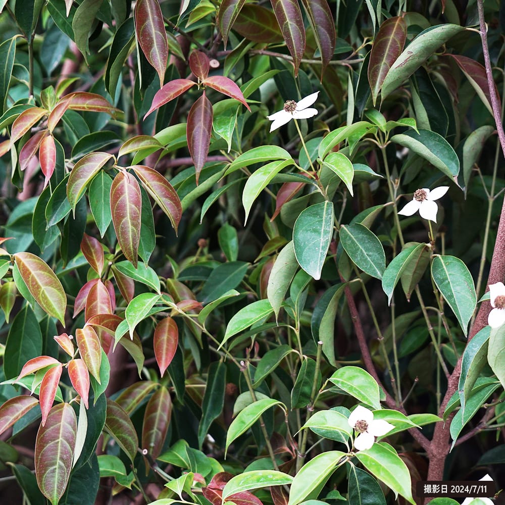 常緑ヤマボウシ サマーグラッシー 2