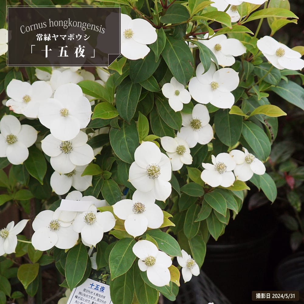 常緑ヤマボウシ 十五夜 苗 通販 苗木部 By 花ひろばオンライン
