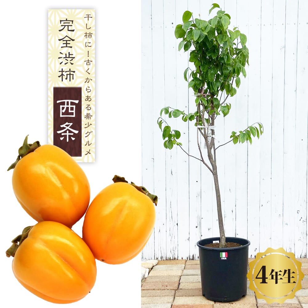 柿 西条柿 