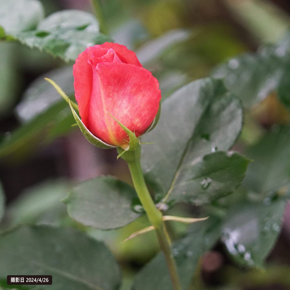 バラ ドレープ 3