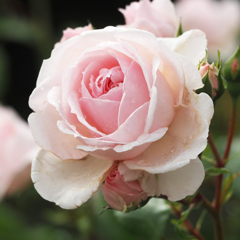 バラ シンデレラ CL クライミング (つるバラ) 苗 通販 苗木部 By 花