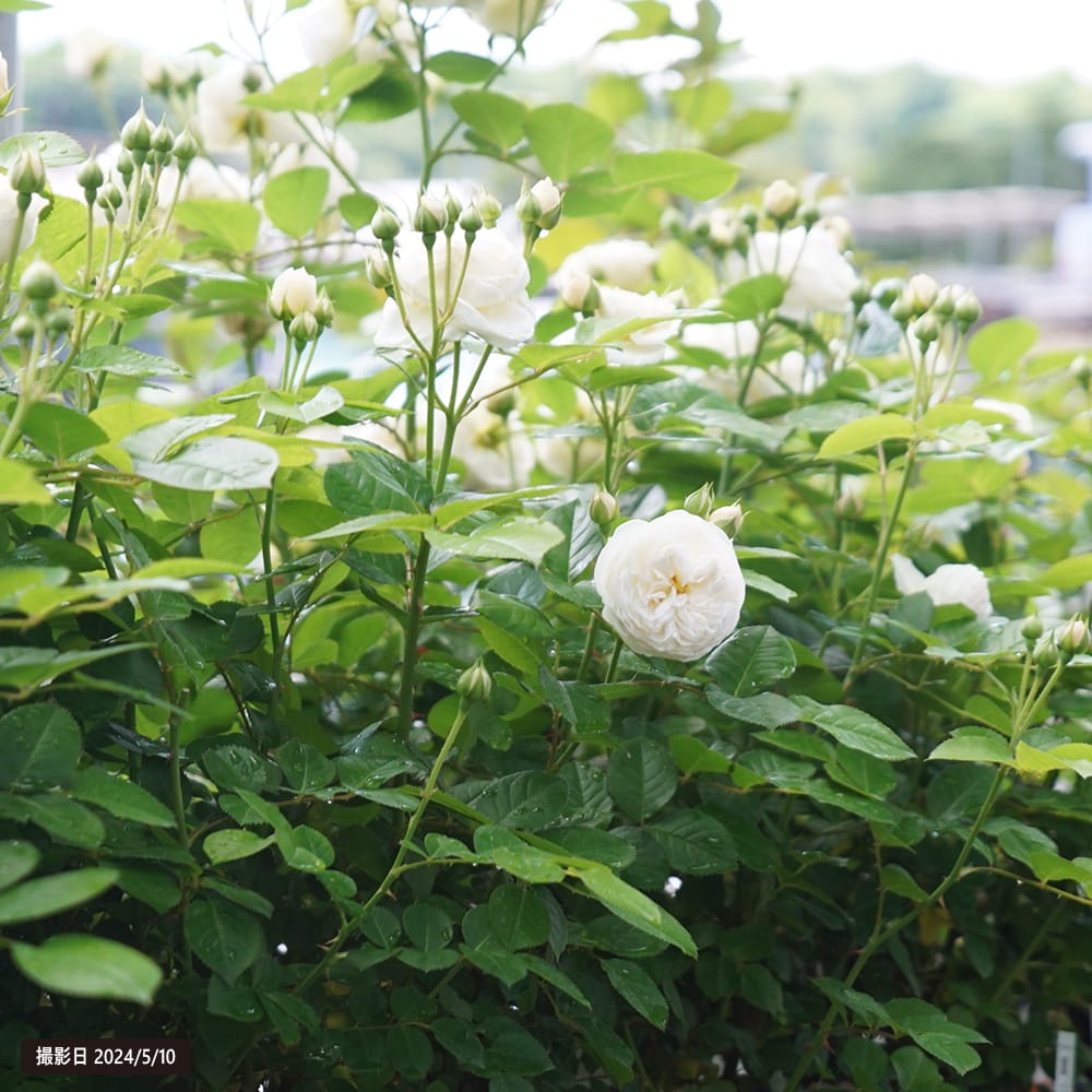 バラ アルテミス 1