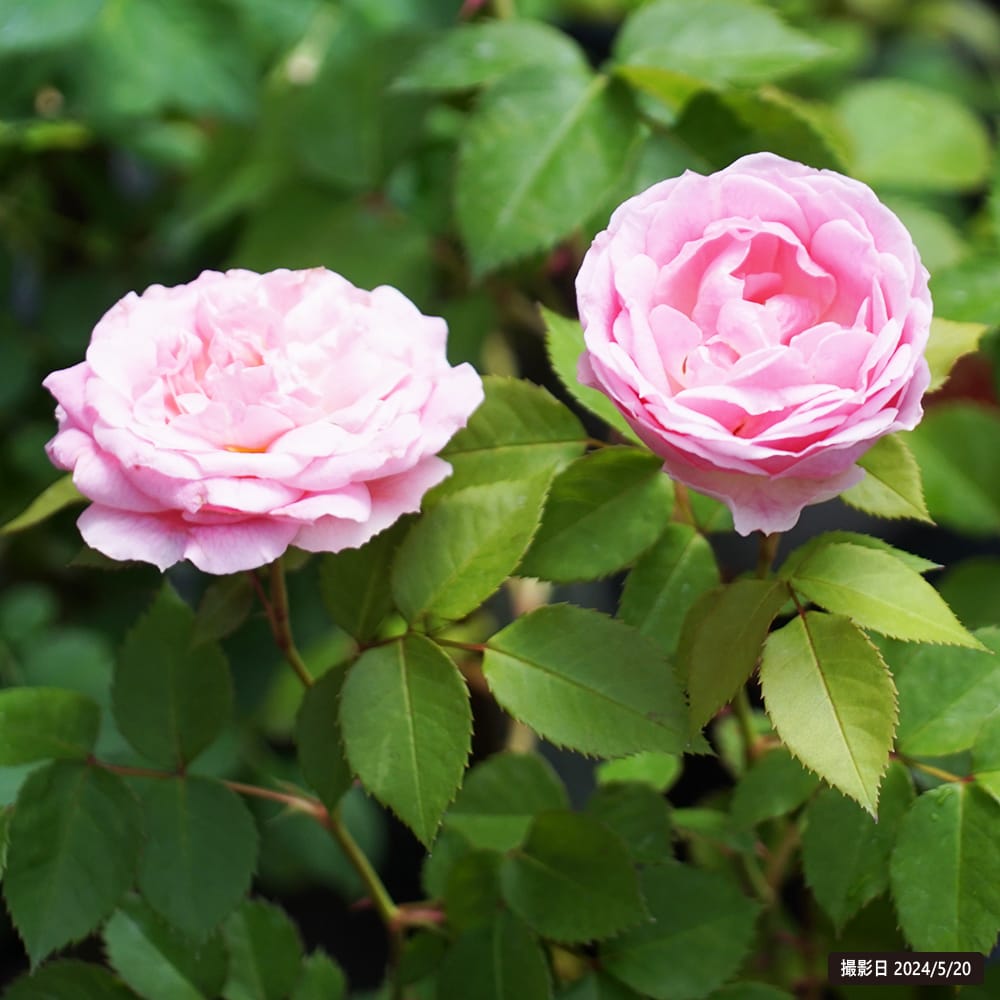 バラ アミ ロマンティカ S シュラブ （半つるバラ）の販売 苗木部