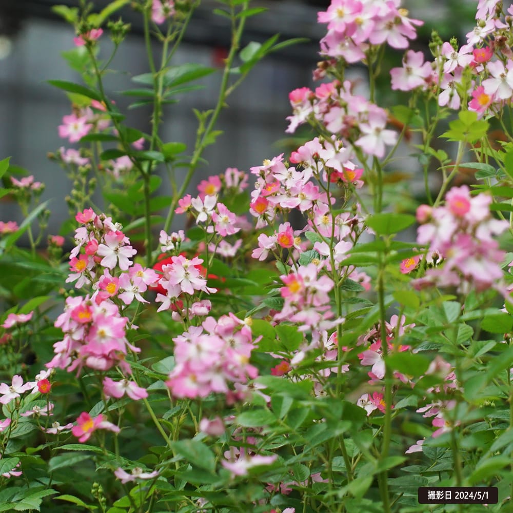 バラ フロキシーベビー 3