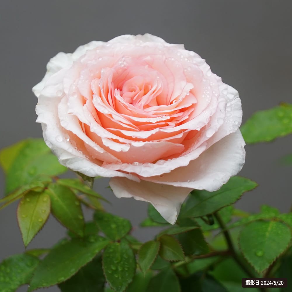 バラ マカロンピンク CL クライミング (つるバラ) 苗 販売 苗木部