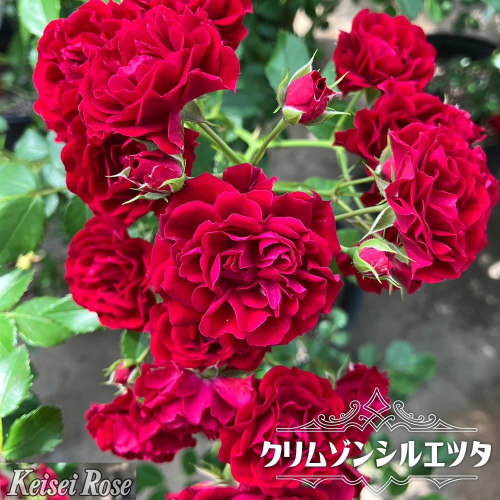 バラ クリムゾンシルエツタ 