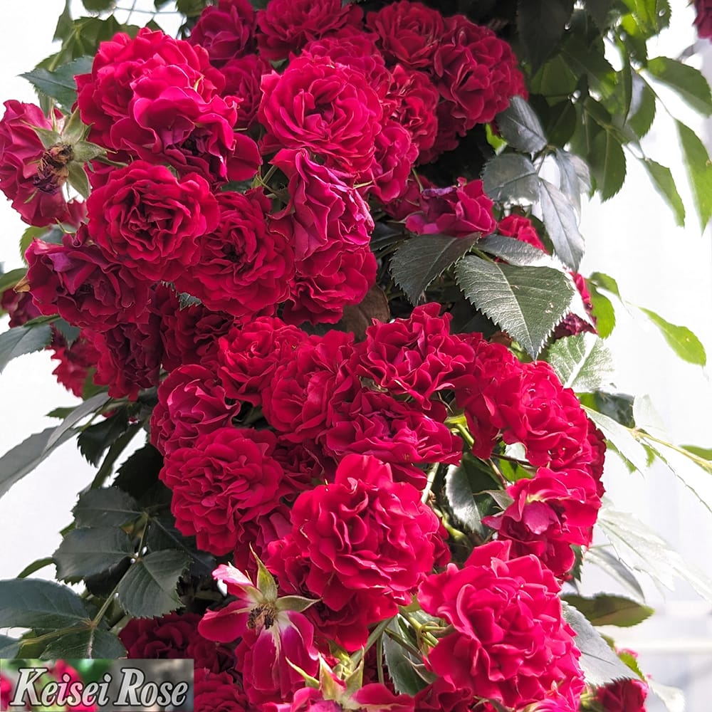 バラ クリムゾンシルエツタ 2