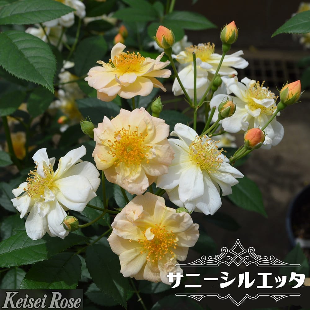 バラ サニーシルエツタ 