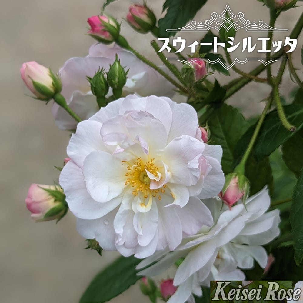 バラ スウィートシルエッタ 