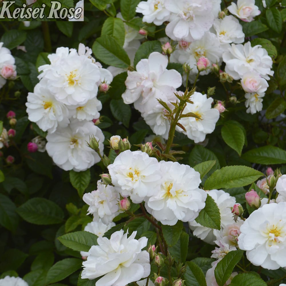 バラ スウィートシルエッタ 2