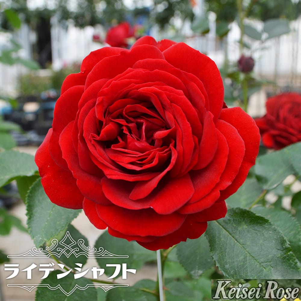 バラ ライデンシャフト 