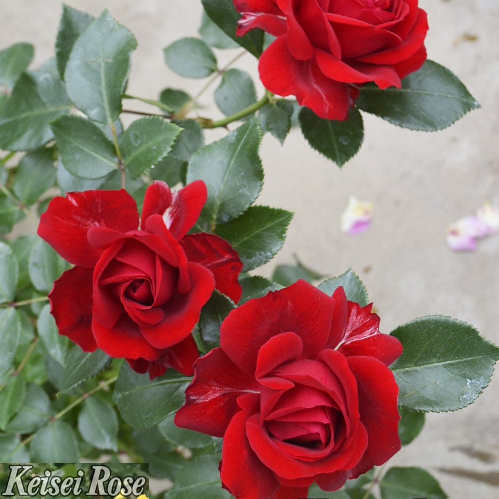 バラ ライデンシャフト 2