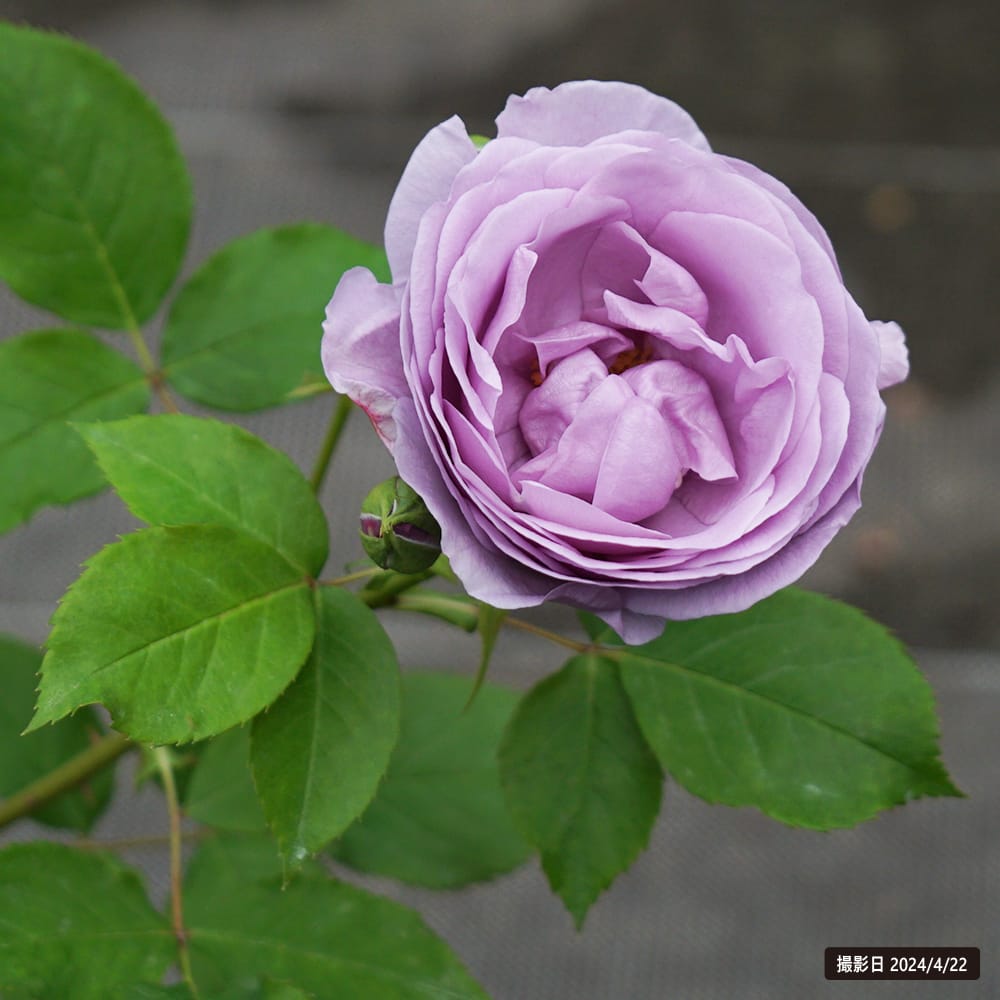 バラ しのぶれど 3