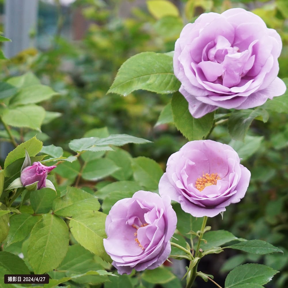 バラ しのぶれど 2