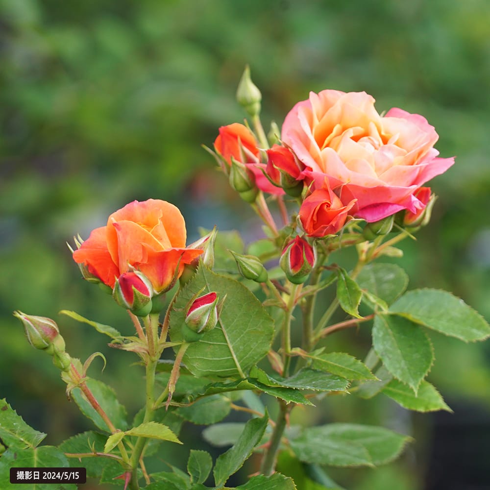 バラ ディズニーランドローズ FL フロリバンダ 苗 通販 苗木部 By 花