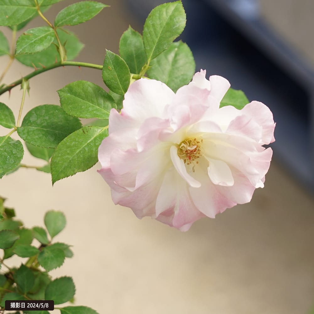 バラ マチルダ 4