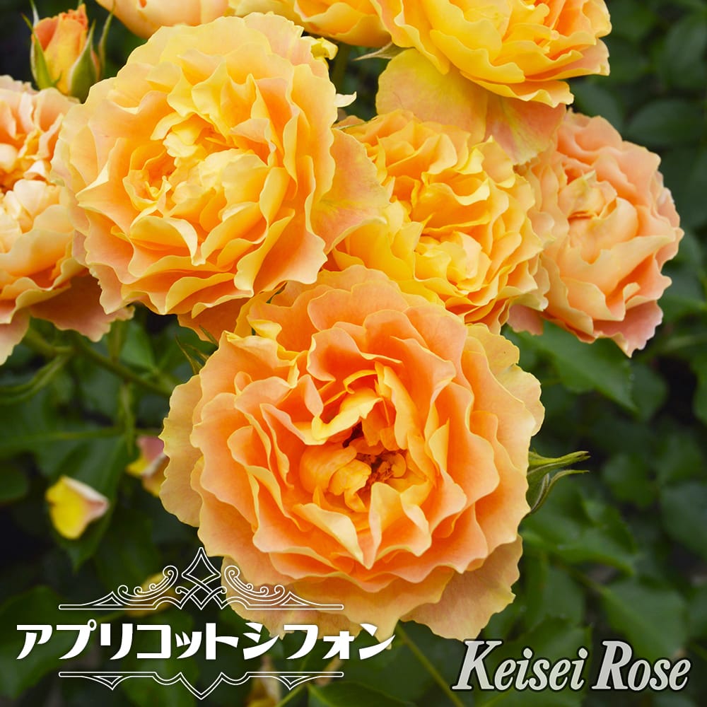 バラ アプリコットシフォン 