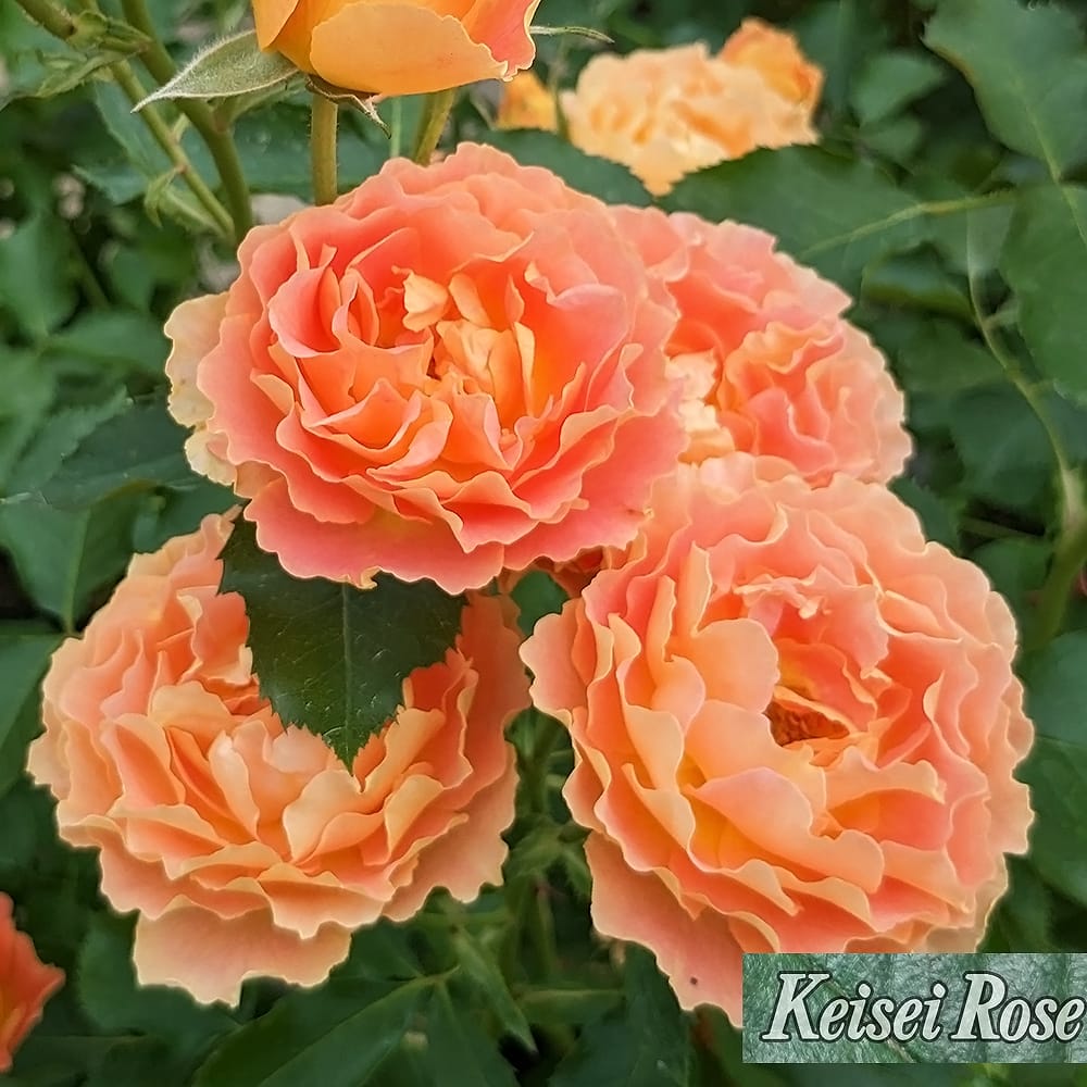 バラ アプリコットシフォン 2