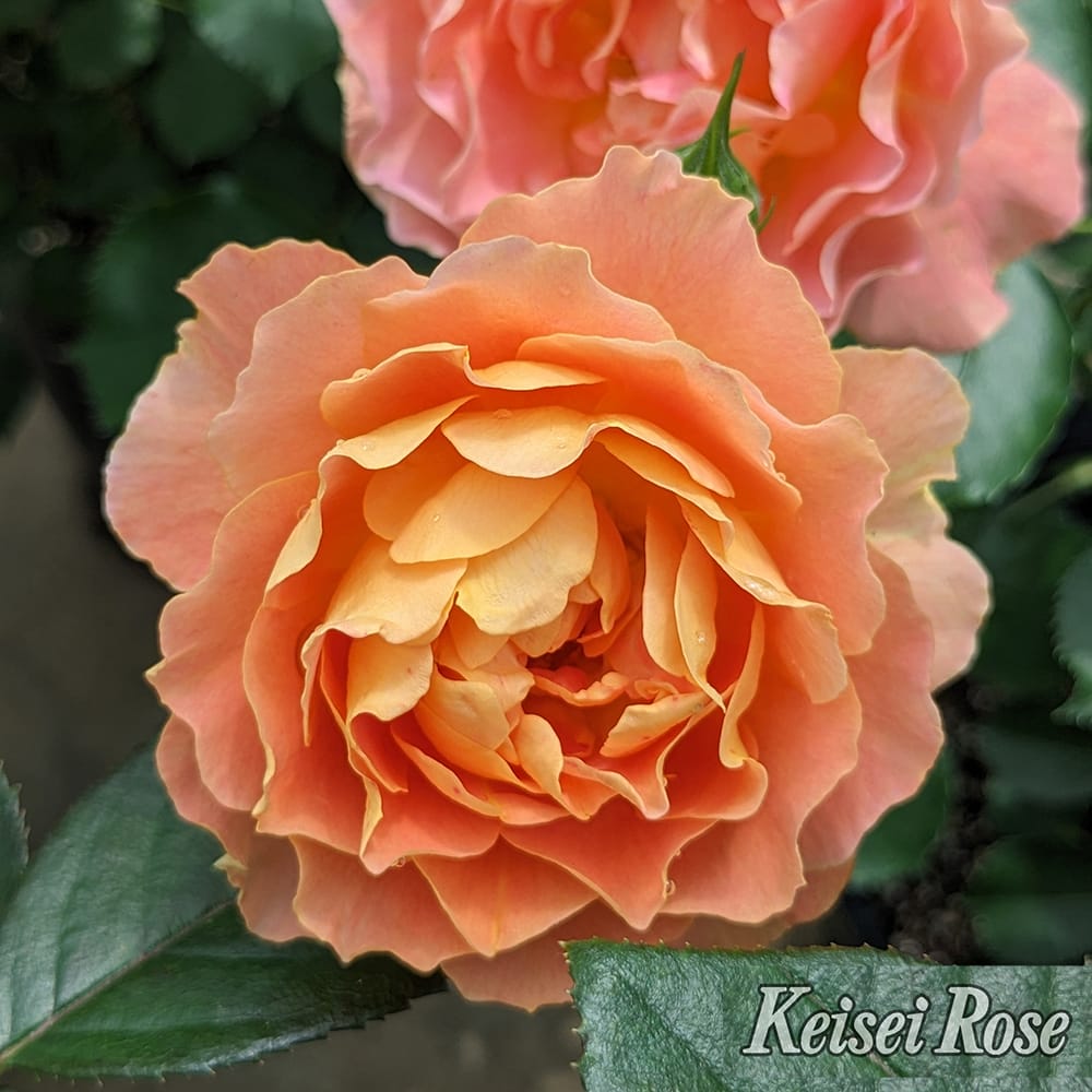 バラ アプリコットシフォン 3