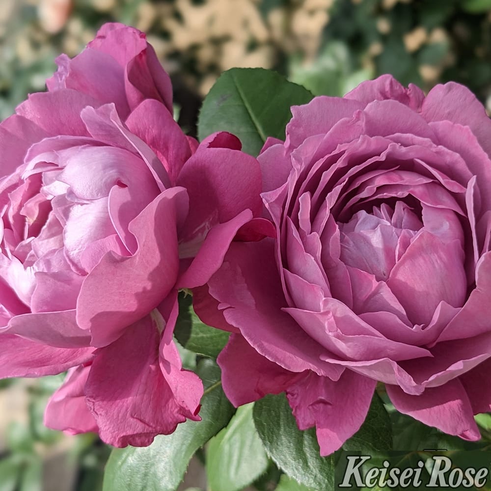 バラ 恋いづな 2