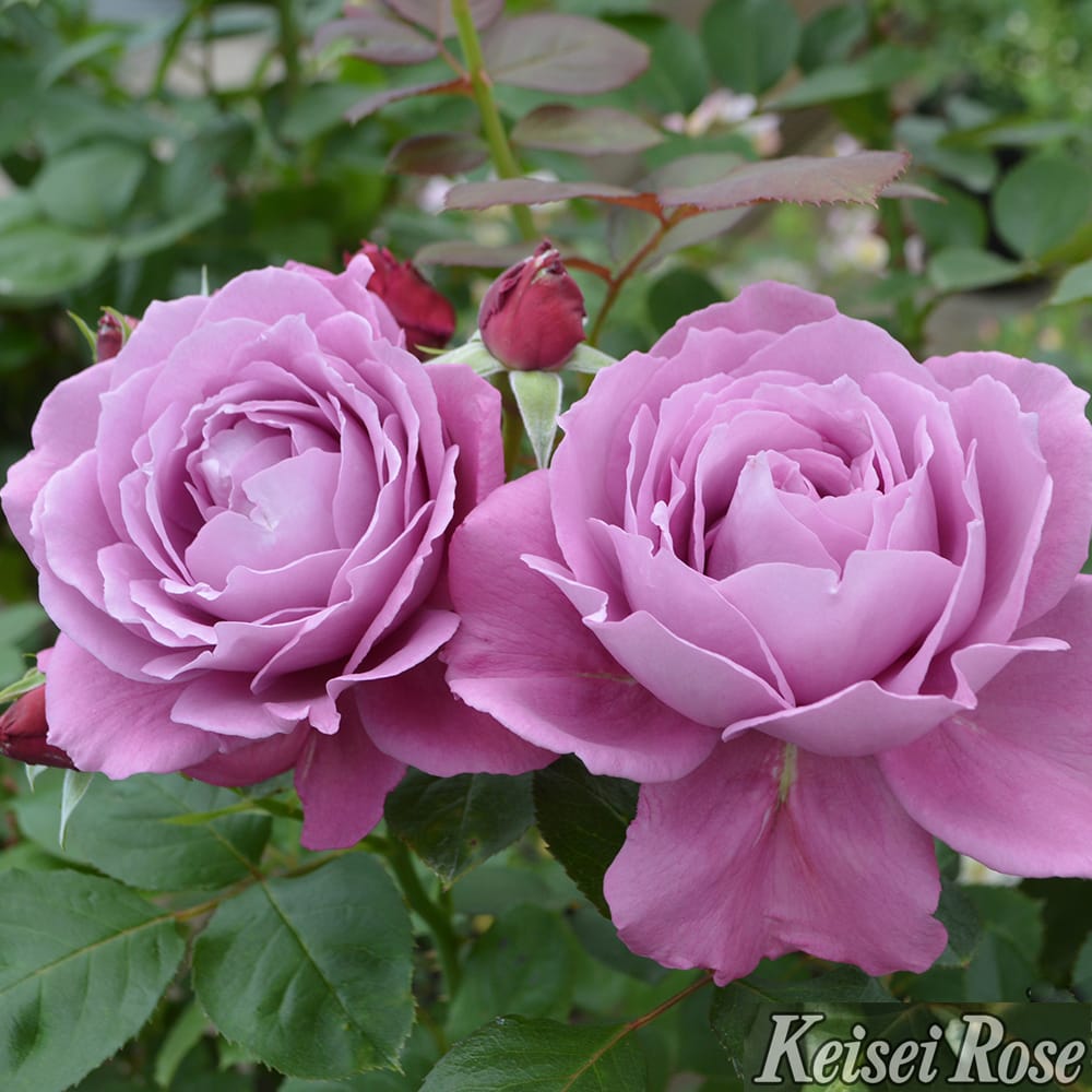 バラ 恋いづな 3