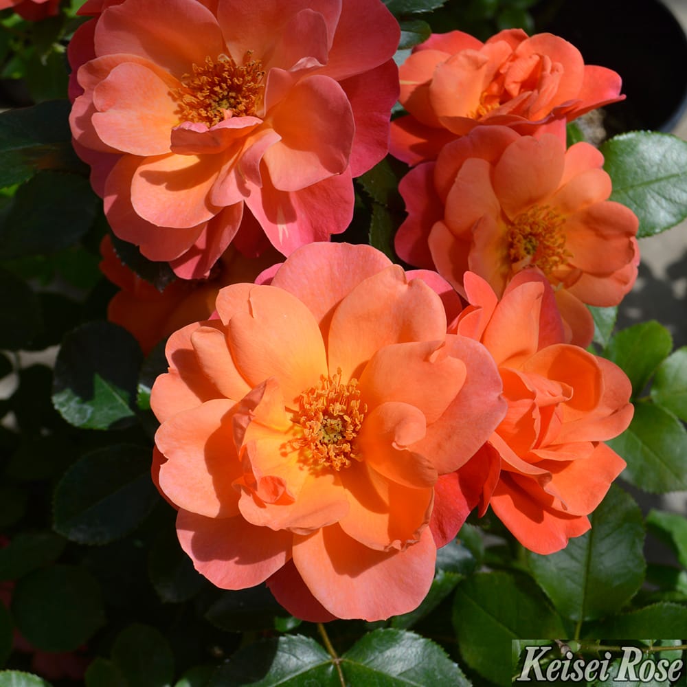 バラ シュガーキャンディーローズ 2